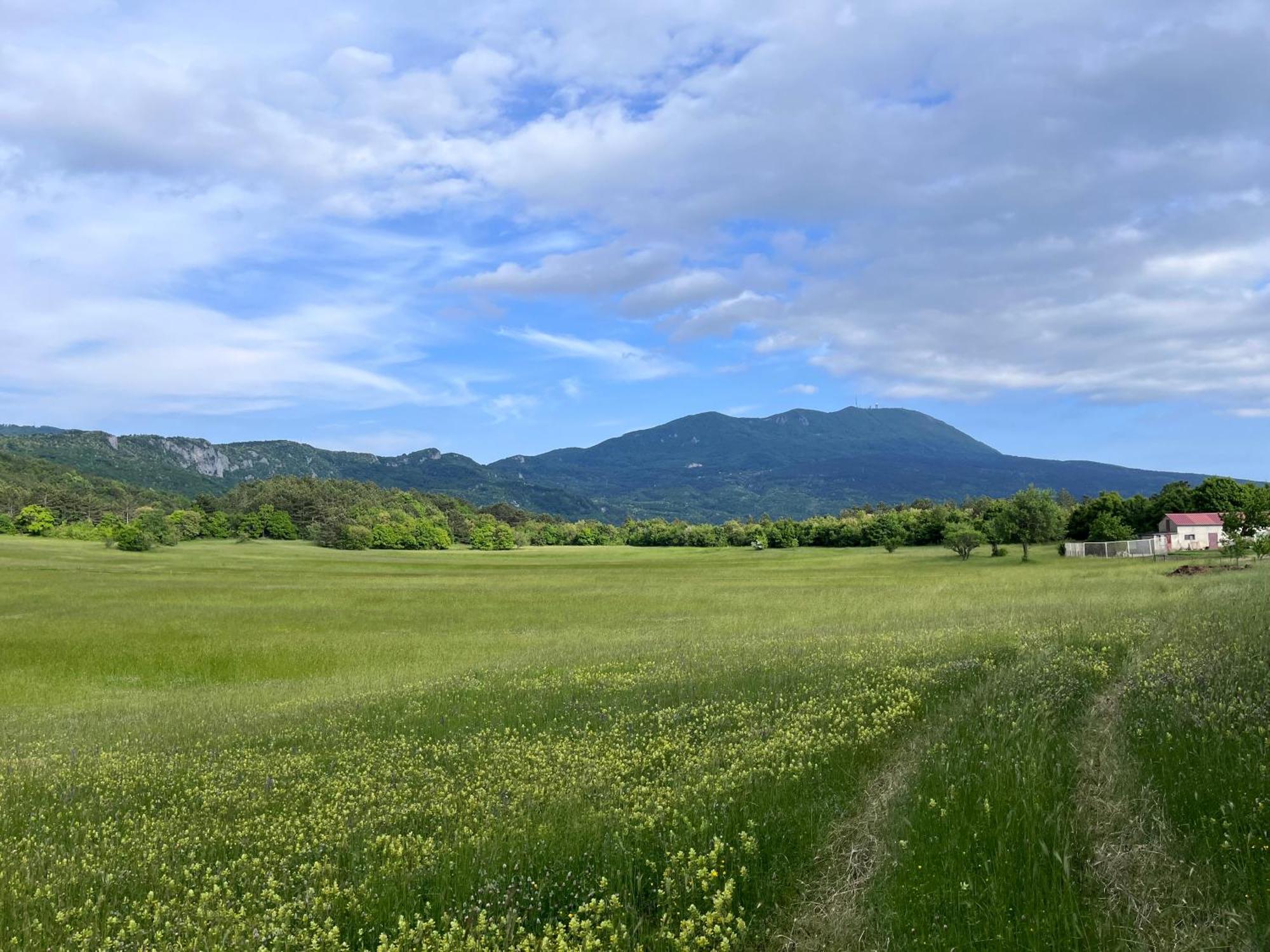 Vista